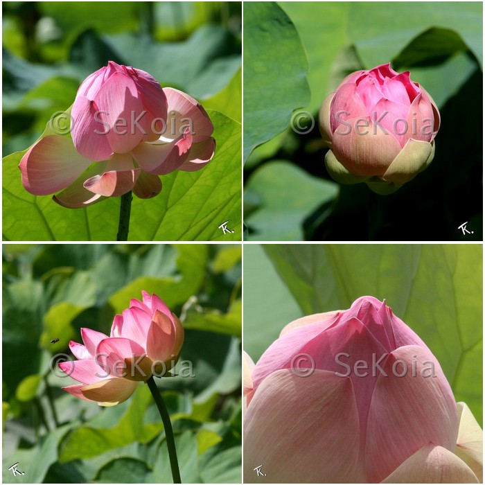 Lotus rose