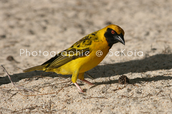 Oiseau Doré Beau Oiseau Tisserin D'or Asiatique Sur La