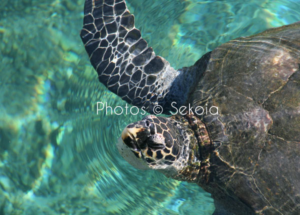 Tortue marine océan Indien