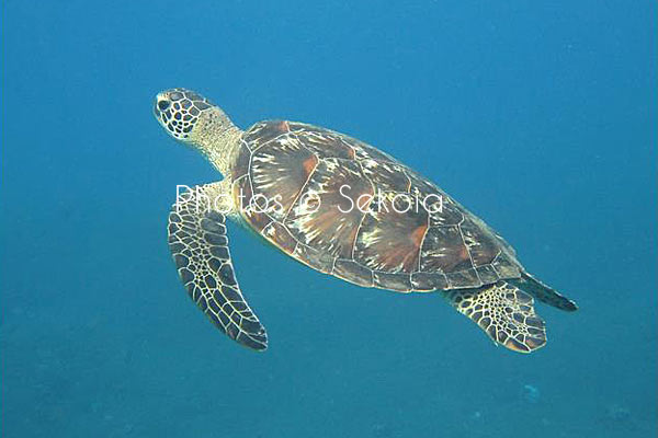 Tortue marine océan Indien