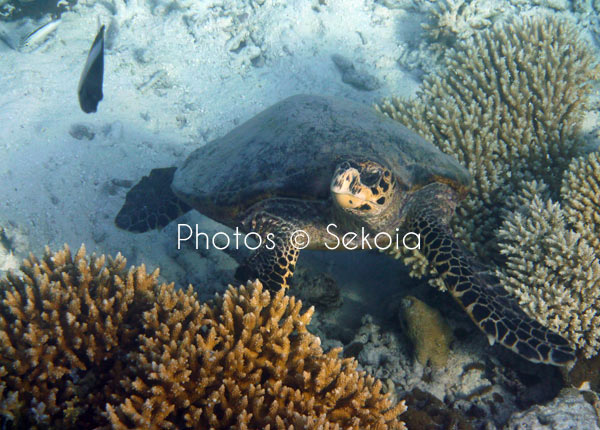 Tortue marine océan Indien