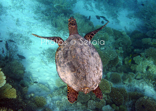 Tortue marine océan Indien