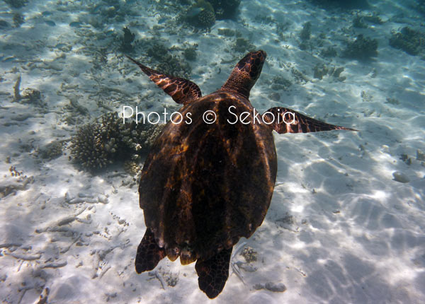 Tortue marine océan Indien