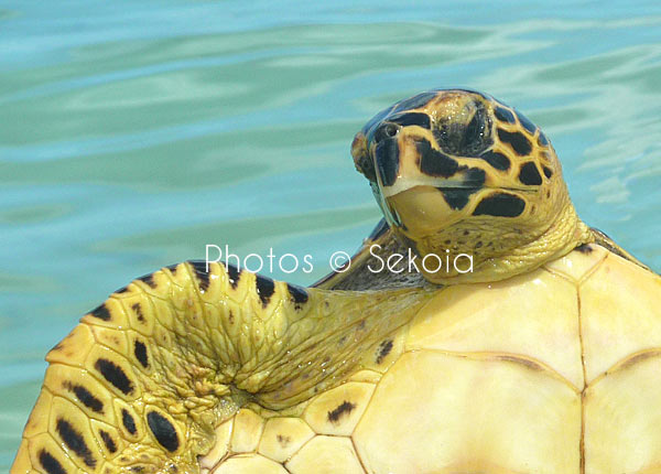 Tortue marine océan Indien