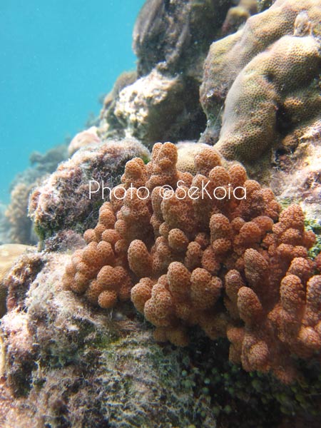 ©sekoia-coraux-ocean-indien-013
