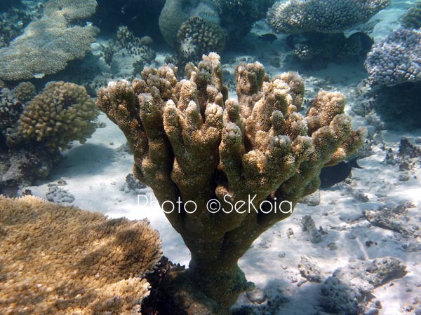 ©sekoia-coraux-ocean-indien-020