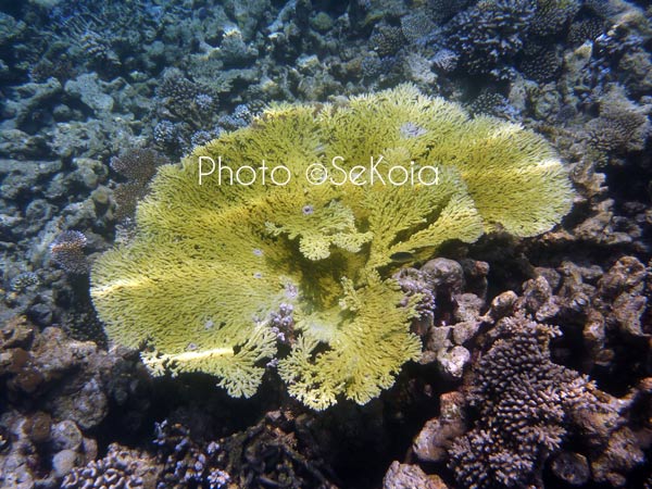©sekoia-coraux-ocean-indien-023