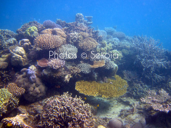 ©sekoia-coraux-ocean-indien-025