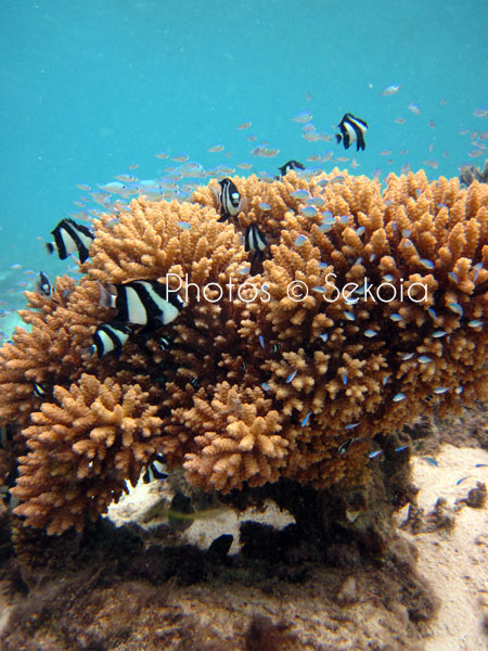 ©sekoia-coraux-ocean-indien-027