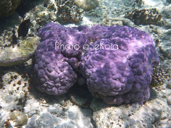 ©sekoia-coraux-ocean-indien-028