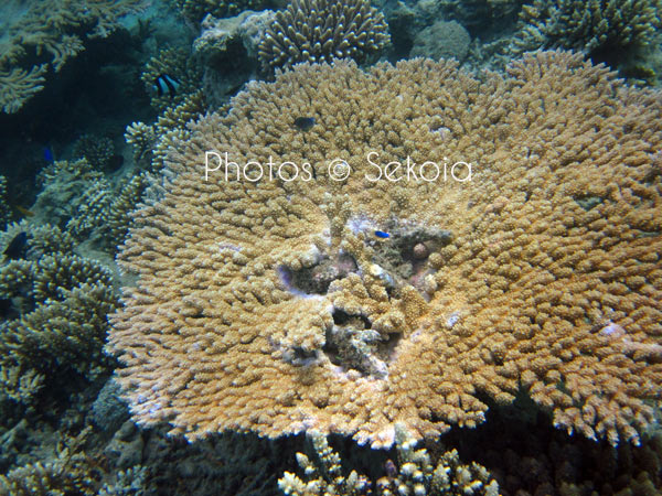 ©sekoia-coraux-ocean-indien-030
